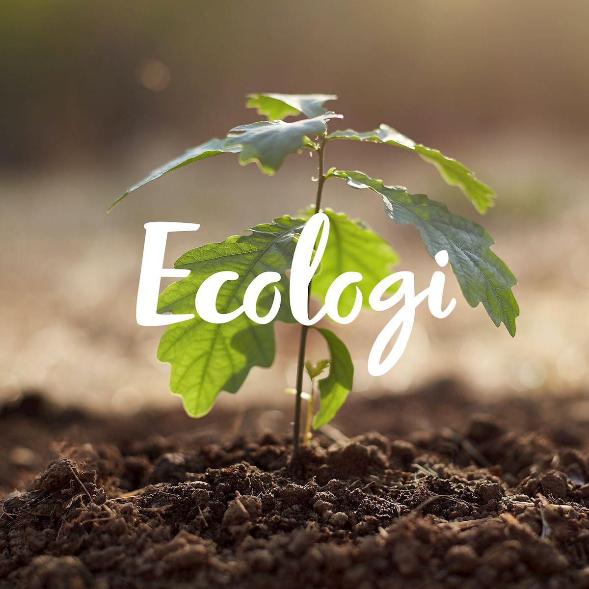 Lloyd West Cumbria announce their support for Ecologi