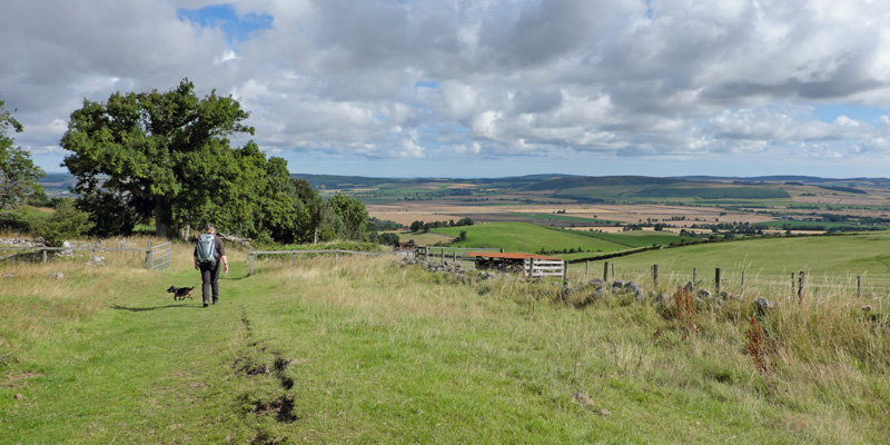 Wooler Common Humblwtin Dog Walk