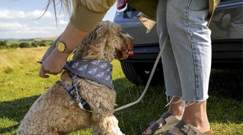 MINI Dog Accessories
