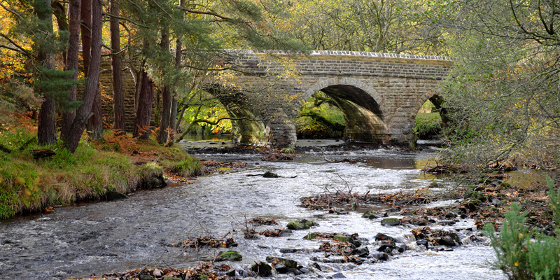 River Derwent Blanchland Northumberland Dog Walk