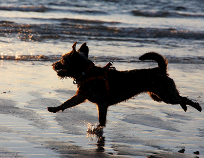 Warworth Walk - Northumberland Coast