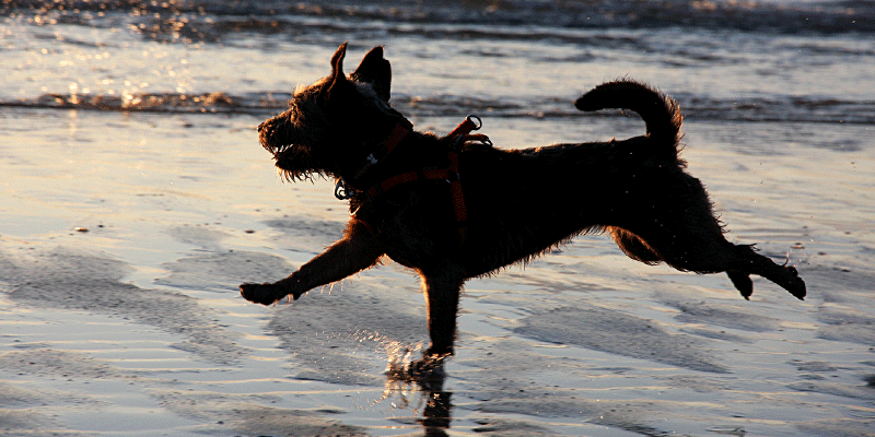 Warkworth Beach Dog Walk