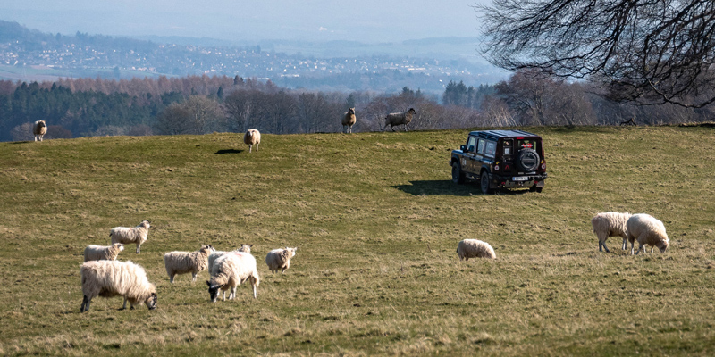 INEOS-Grenadier-Sheep