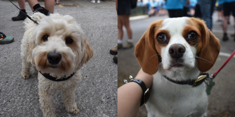 Pets at Lloyd Colne's Charity Walk