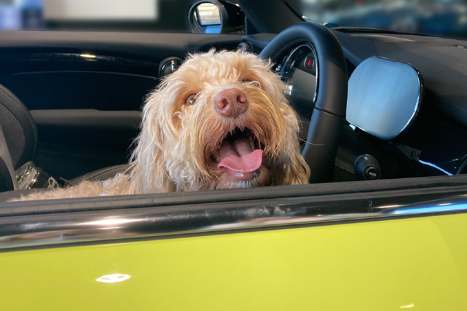 Room For a Furry One?