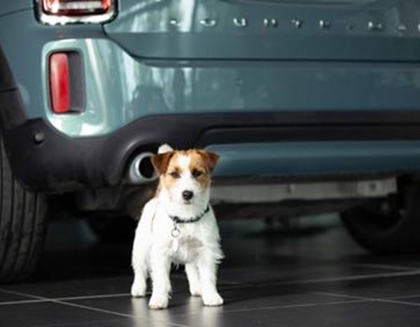 MINI showrooms welcome canine customers with Dogs Trust.
