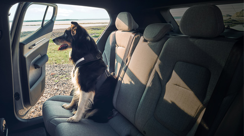 Volvo Dog Accessories